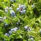 maine-blueberries
