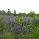 Field of Lupines
