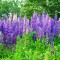 maine-lupines