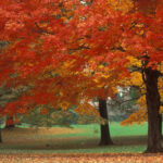 Maple Trees in Autumn
