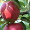 apple-tree-eastport-maine